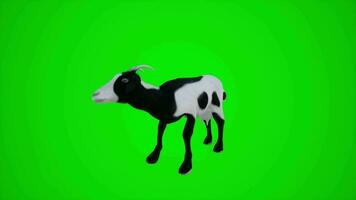 3D animation of a black and white goat in the village from the angle of three corners of the green screen video