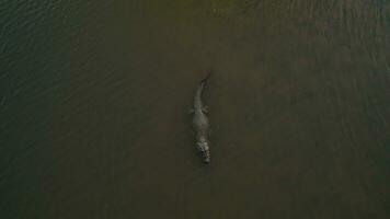 one crocodile floating on the lake view from a drone video