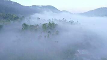 aéreo Visão névoa sobre a selva do sri lanka cedo manhã video