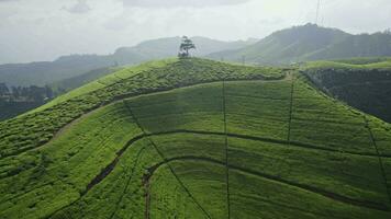 Tea plantations Sri Lanka Ella drone view video