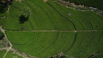 thé plantations vue de le Haut drone vue video