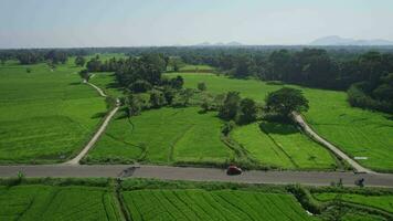 a road through rice paddy fields video