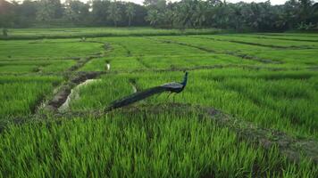 peacock in rice fields, view from drone video