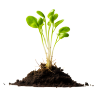 AI generated Growing Sprouts from a Soil Heap isolated on Transparent Background png