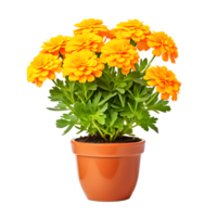 AI generated Marigold Flowers in Pot Isolated on Transparent Background png