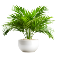 ai généré areca paume dans pot isolé sur transparent Contexte png