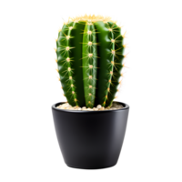 ai gegenereerd cactus in pot geïsoleerd Aan transparant achtergrond png