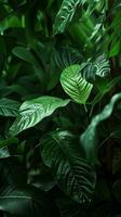 AI generated Beautiful green leaves on dark background, closeup. Tropical foliage photo