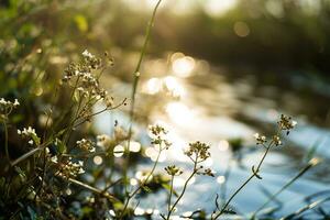 AI generated A captivating image capturing the tranquility of wetlands photo