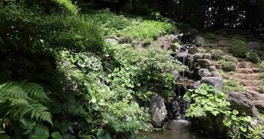 A Japanese garden pond at Tonogayato garden in summer sunny day tilt up video