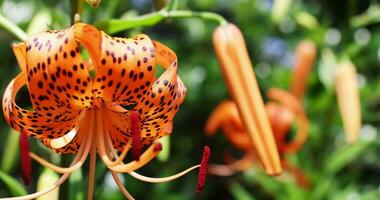 A tiger lily with spotted petals on green background at the forest sunny day close up handheld video