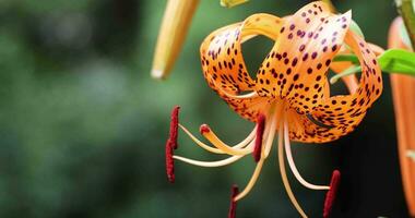 A tiger lily with spotted petals on green background at the forest sunny day close up handheld video