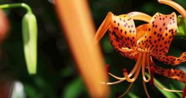 A tiger lily with spotted petals on green background at the forest sunny day close up handheld video