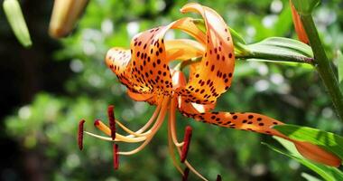 A tiger lily with spotted petals on green background at the forest sunny day close up handheld video