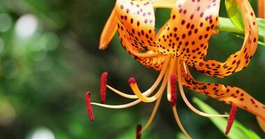 A tiger lily with spotted petals on green background at the forest sunny day close up handheld video