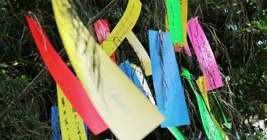 een traditioneel fortuin papier Aan de bamboe boom handheld schot video