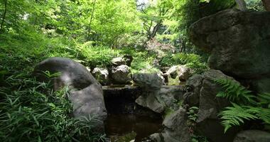 ein Wald Bach beim das Grün Wald schließen oben Neigung oben video