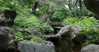 A forest brook at the green forest close up focusing video