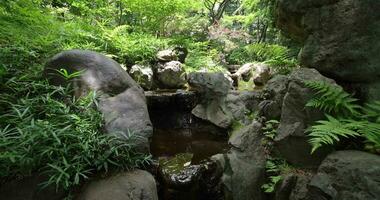 A forest brook at the green forest close up tilt up video