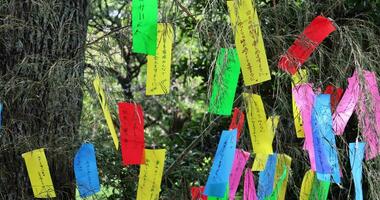 A traditional fortune paper on the bamboo tree handheld shot video