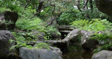 A forest brook at the green forest close up video