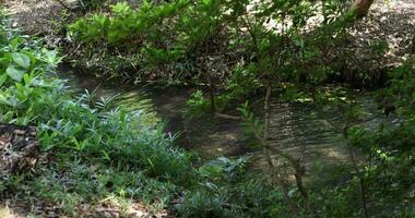 ein schleppend Bewegung von das Welle beim das Teich im das Wald tagsüber Tele Schuss video