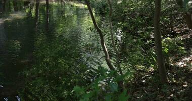 un lento movimiento de el ola a el estanque en el bosque tiempo de día video