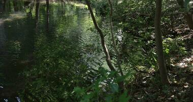 A slow motion of the wave at the pond in the forest daytime video