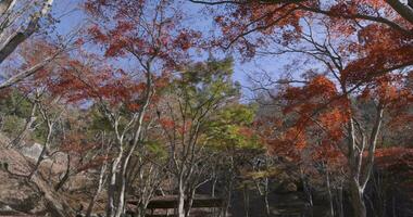 röd löv på kasagiyama momiji parkera i kyoto i höst video