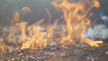 ein Mann setzt aus ein Feuer im das Wald mit seine Füße. schleppend Bewegung video
