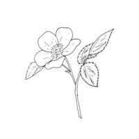 Wild rose flower hand-drawn botanical illustration on white backgrounds. vector