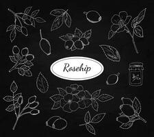 Hand-drawn rosehip berries with leaves, and rosehip flowers vector set. Botanical illustration, white outline isolated on a black background.