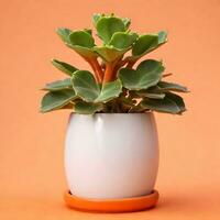 AI generated Kalanchoe plant in white pot isolated on orange background. ai generative photo