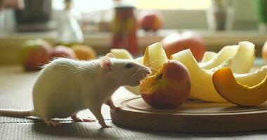een wit Rat grappig eet een perzik met eetlust Aan de tafel in de keuken. knaagdier detailopname. ultra 4k video