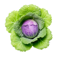 AI generated Cabbage with waterdrops,transparent background. png