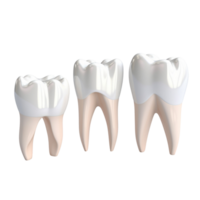 AI generated Set of dental premolar teeth 3d models on transparent background. png