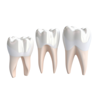 ai généré ensemble de dentaire prémolaire les dents 3d des modèles sur transparent Contexte. png