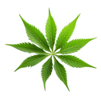 AI generated Cannabis plant leaves on transparent background. png