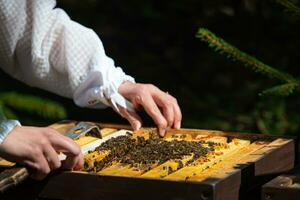 el apicultor mira después abejas. el apicultor abre el colmena, el abejas cheques, cheques Miel. apicultor explorador panal. foto