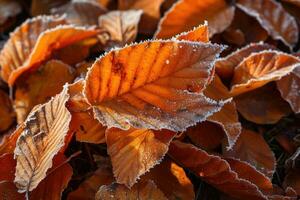 AI generated Orange beech leaves covered with frost in late fall or early winter. photo