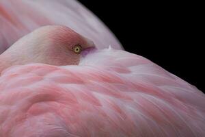 Greater flamingo, Phoenicopterus roseus. Close up detail of head and eye. photo