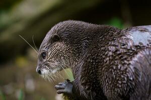 oriental de garras pequeñas nutria, además conocido como el asiático de garras pequeñas nutria. foto