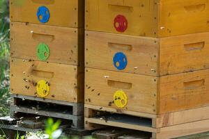 Close up of flying bees. Wooden beehive and bees. photo