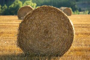 Field with straw bales after harvest photo