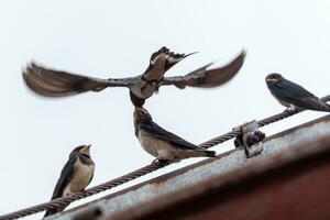Adult swallow feeds a young fledgling swallow on roof. photo
