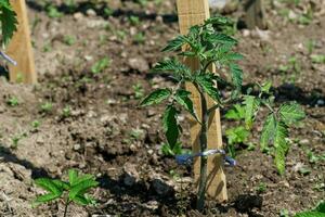 Tomato seedling in the ground photo