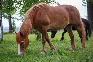 Horse on pasture and autumnal landscape in the background photo