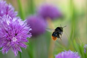 Bumblebee collecting nectar from chives plant blossom. photo