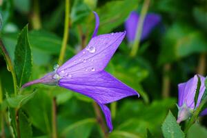 flores campana azul foto