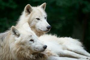 ártico lobo, además conocido como el blanco lobo o polar lobo foto